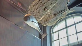 Wie der Wal den Tintenfisch jagt