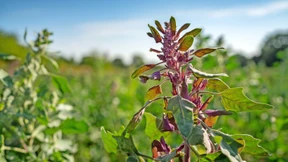 Quinoa-Pesto aus dem Taunus