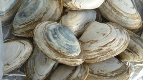 Ansteckende Krebszellen im Meer