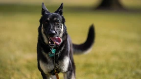 Joe Bidens Hund soll bissiger sein als bisher bekannt