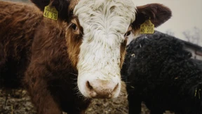 Kann man beim „Kuhflüstern“ etwas fürs Leben lernen?