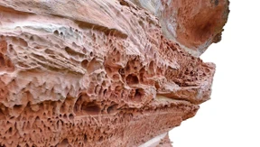 Das Rätsel der Elwetritsche