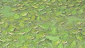 Traditionsgericht mit Umweltproblem