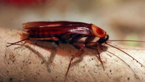 Ordnungsamt schließt mehrere Lokale