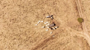 Wo Grünland zu Braunland wird