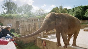 Dem Zoo geht es an den Kragen