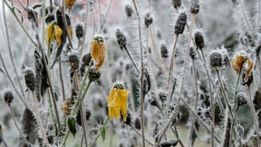 Düstre Nebel ziehen auf