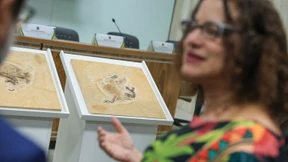 Dinosaurier-Fossil offiziell an Brasilien zurückgegeben