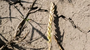 Klimawandel hat immer gravierendere Folgen