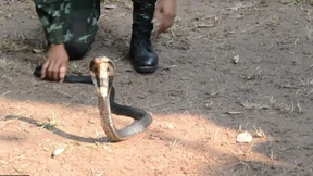 Soldaten trinken Kobra-Blut und essen Insekten