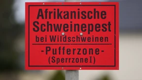 Kampf gegen Schweinepest zeigt Wirkung