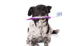 Was hilft Hunden mit Zahnproblemen?