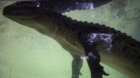 Alligator attackiert Mann im Überflutungsgebiet