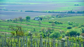 Diese Blaufränkischen sollten Sie probieren
