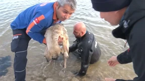 Polizeitaucher rettet Hund