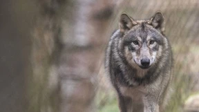Erstmals Nachwuchs bei Wölfen im Rheingau