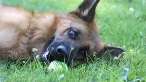 Süchtig nach Spielzeug