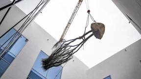 60 Jahre alt und acht Meter hoch