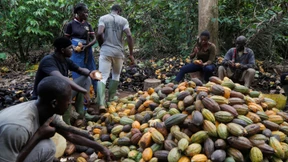 Kakaopreis auf astronomisch hohem Niveau