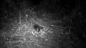 Ausgestorben geglaubter Langschnabeligel wiederentdeckt