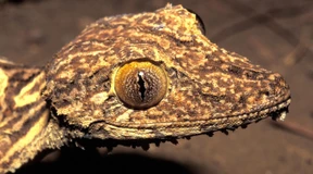 Bizarrer Blattschwanzgecko ist bislang unbekannte Art