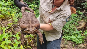 Monster-Kröte in Australien entdeckt