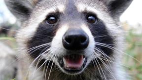 Nicht nur Wildschweine werden zur Last