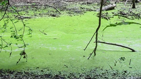 Umweltschützer sehen Moorschutzstrategie gescheitert
