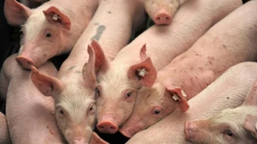 FDP stützt Tierwohlabgabe