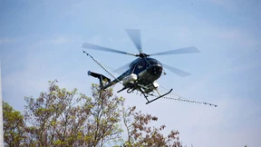 Trauergemeinde flüchtet vor Insektengift