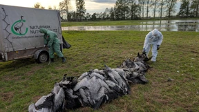 Risiko für Hausgeflügel durch Wildvögel deutlich gestiegen