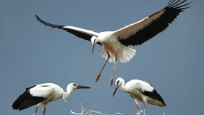 Storchenparty auf der Mülldeponie