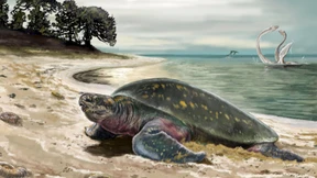 Älteste fossile Meeresschildkröte entdeckt