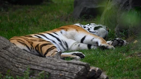 Polizei erschießt Tiger nach Attacke in Leipzig