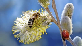 Honigbienen summen wieder