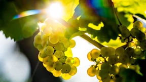 Warum Winzer dringend zusammenhalten müssen