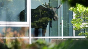 Da steht ein Elch auf dem Flur