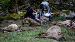 „Ein Wolf im Blutrausch ist nicht verhaltensauffällig“