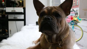 Hunde in der Großstadt