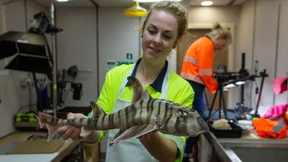 Bisher unbekannte Haiart vor Australien entdeckt