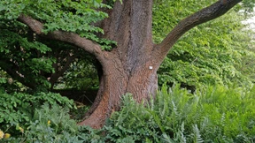 Wenn der Sensor Alarm schlägt, wird gegossen