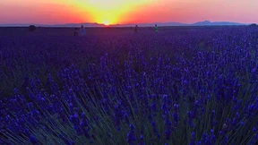 Lavendel-Felder werden zu romantischer Landschaft