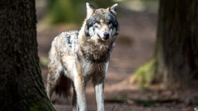 Bundesregierung will Jagd auf den Wolf erlauben