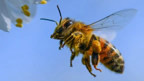 Summ, summ, summ, Annalena summt herum