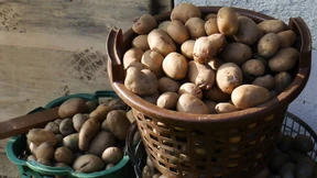 Die Kartoffel, die Kultur, ihre Blockflöte und deren Schweinebraten