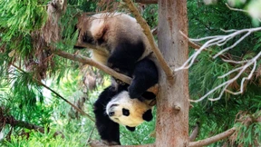 Die Pandas verlassen Amerika