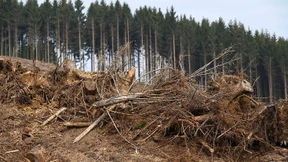 Mäuse gefährden junge Bäume in Hessens Wäldern