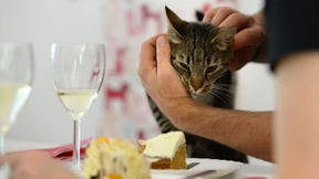 Katzen-Café in Berlin 