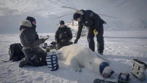 Wissenschaftler erforschen Eisbären auf Spitzbergen