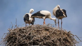 Mehr Störche in Hessen